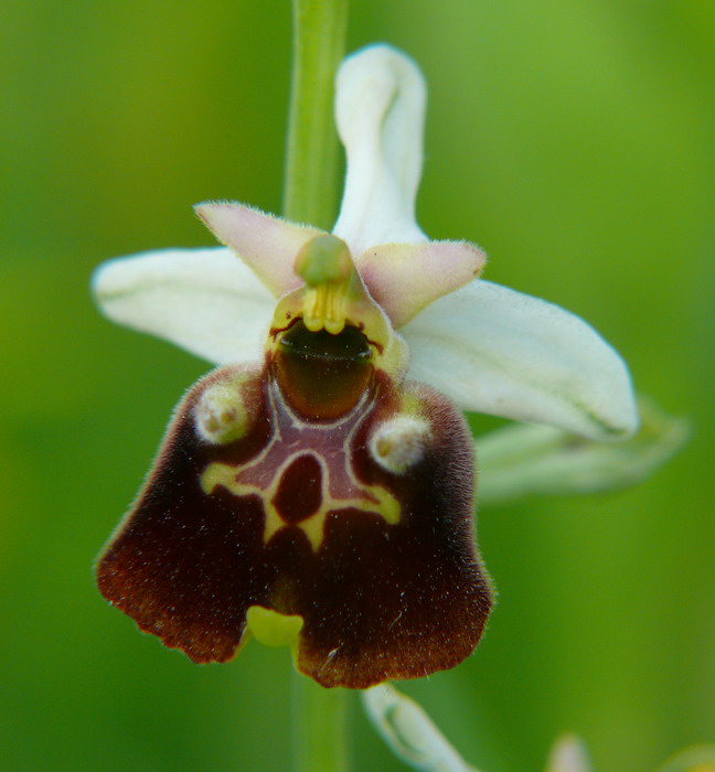 Ophrys fuciflora