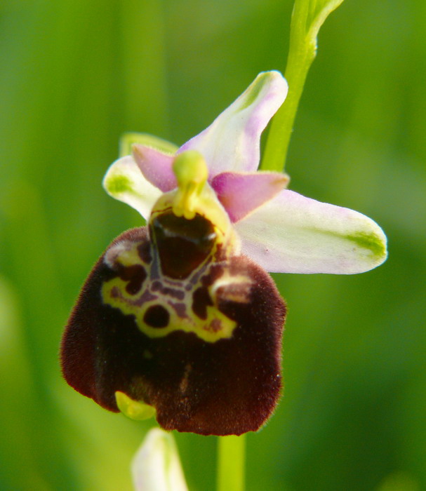 Ophrys fuciflora