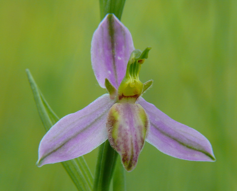 Ophrys apifera var. tilaventina