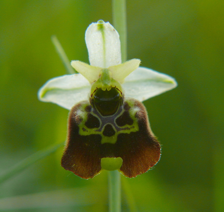 Ophrys fuciflora