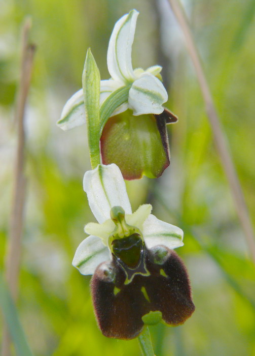 Ophrys fuciflora