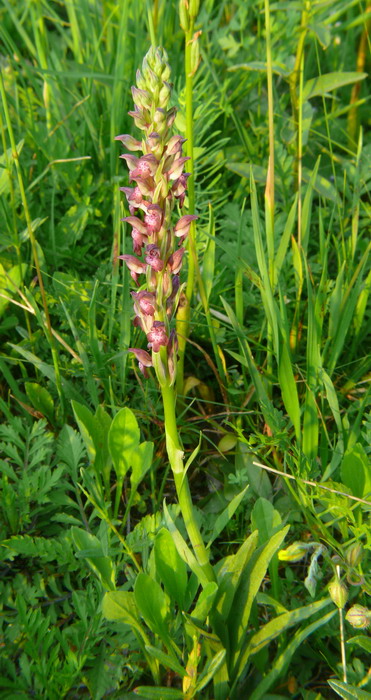 Orchis coriophora