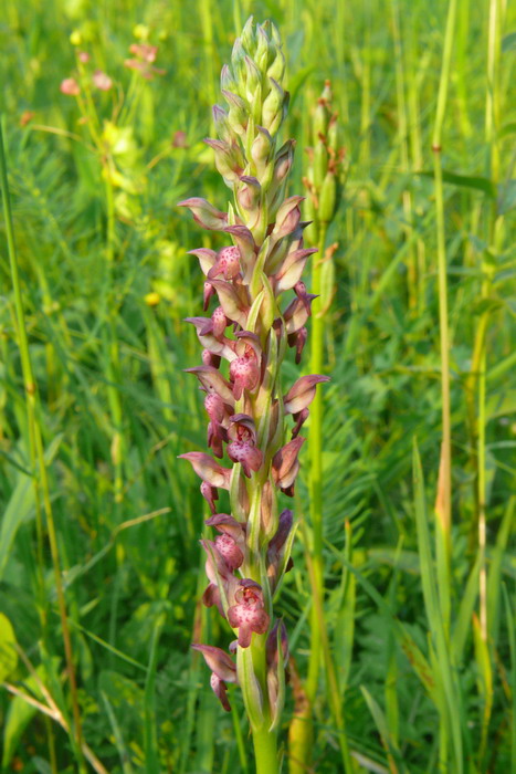 Orchis coriophora