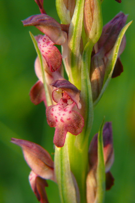 Orchis coriophora