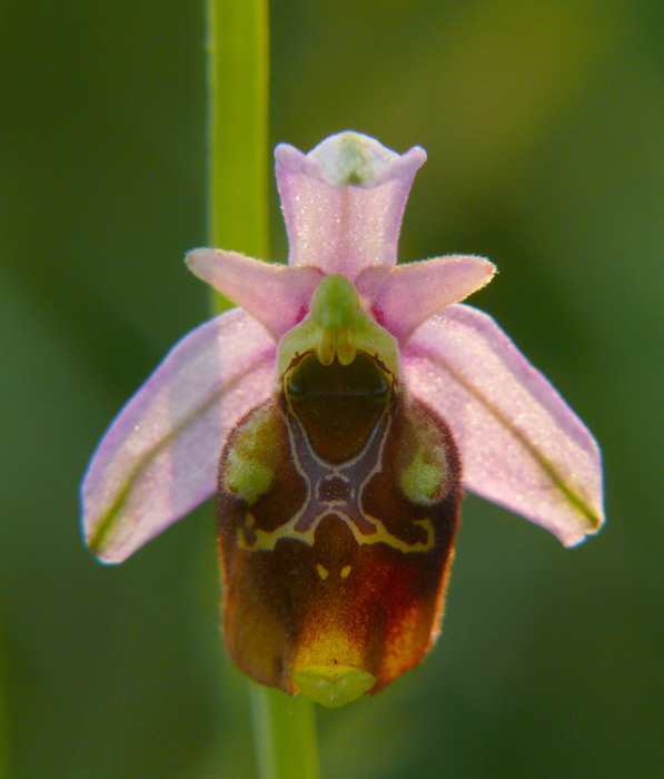 Ophrys fuciflora