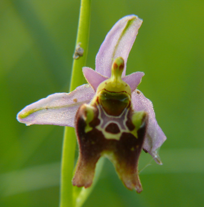 Ophrys fuciflora