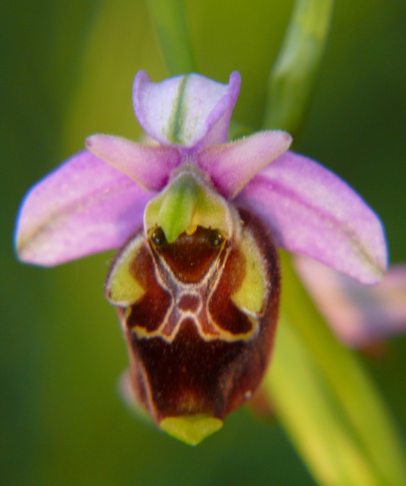 Ophrys fuciflora