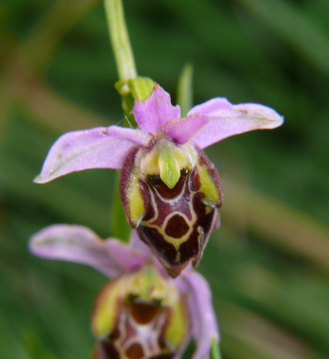 Ophrys fuciflora