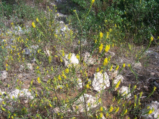 Odontites lutea / Perlina gialla