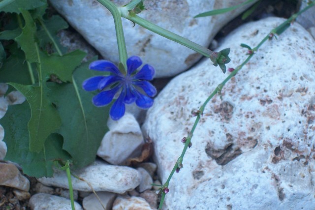 Cichorium intybus / Cicoria comune