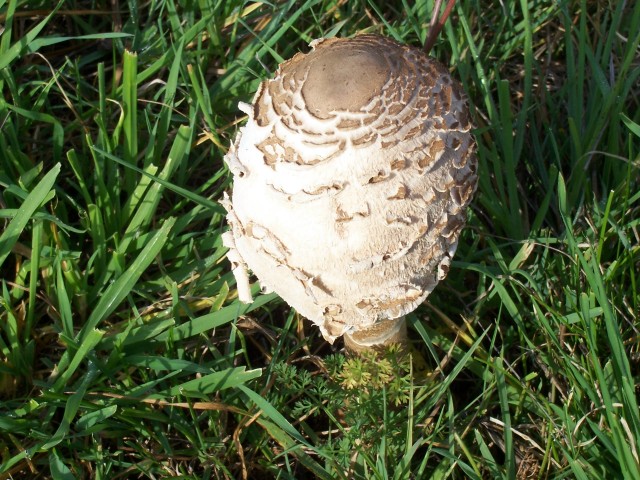 Lepiota procera