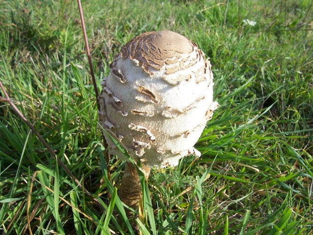 Lepiota procera