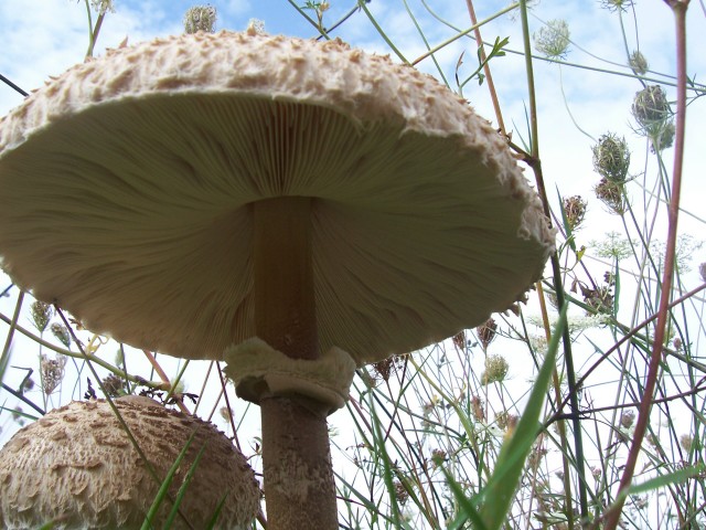 Lepiota procera