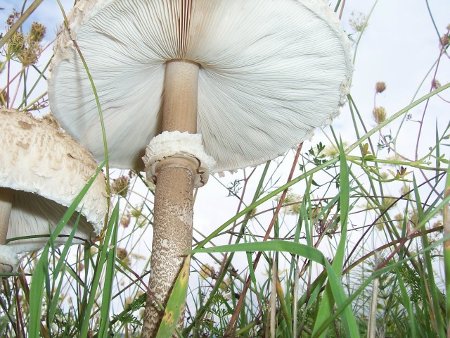 Lepiota procera