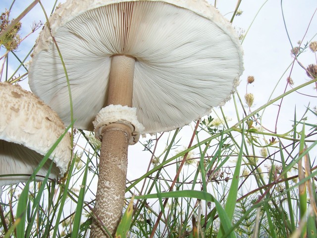 Lepiota procera