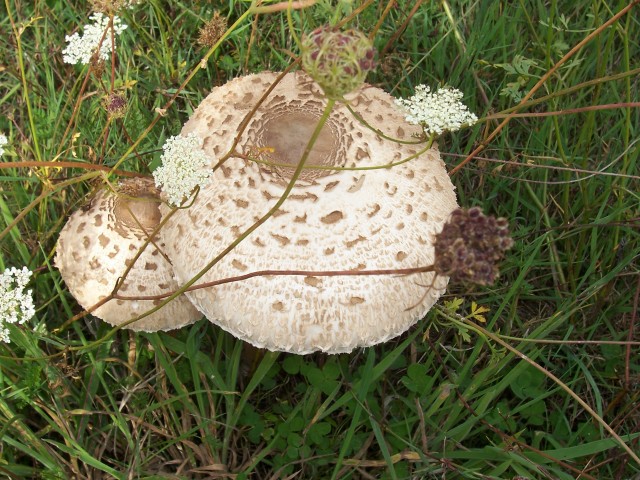 Lepiota procera