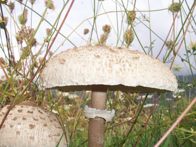 Lepiota procera