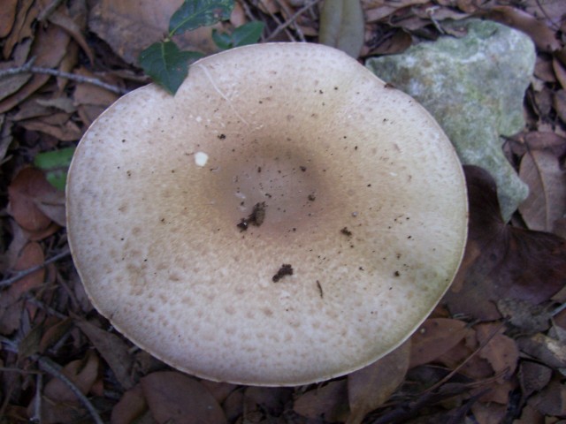 amanita..........?