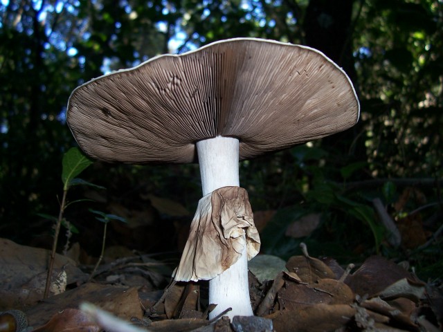 amanita..........?