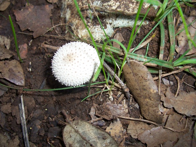 Lycoperdon caelatum ? (Lycoperdon sp.)