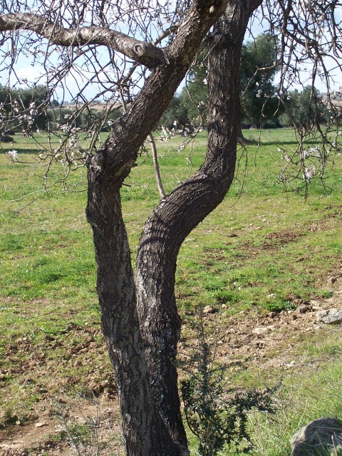 Prunus dulcis / Mandorlo