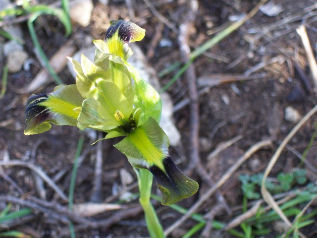 Iris tuberosa / Bellavedova
