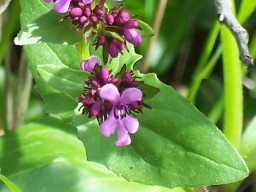 Fedia graciliflora / Lattughella