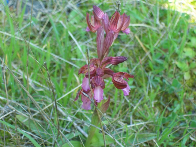 Orchis papilonacea / Orchidea farfalla