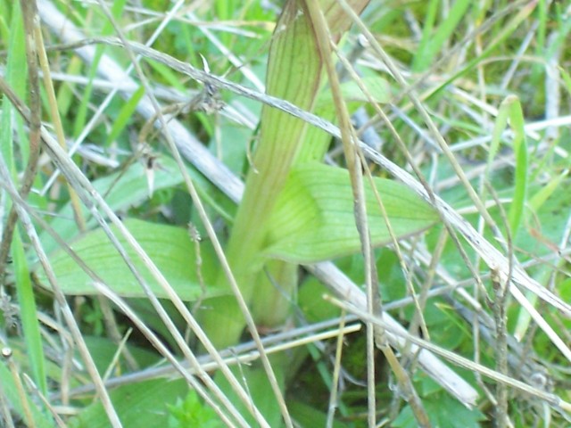 Orchis papilonacea / Orchidea farfalla