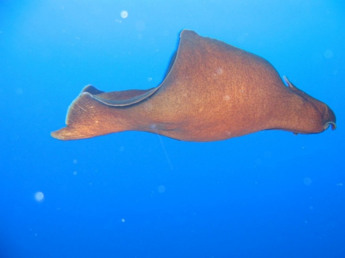 Ocinebrina helleri