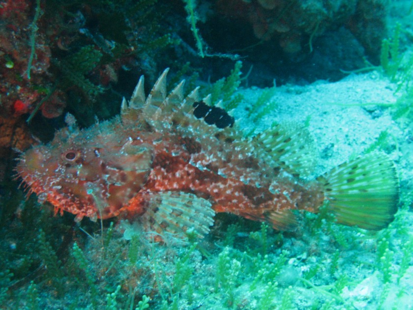 Scorpaena scrofa e altri congeneri