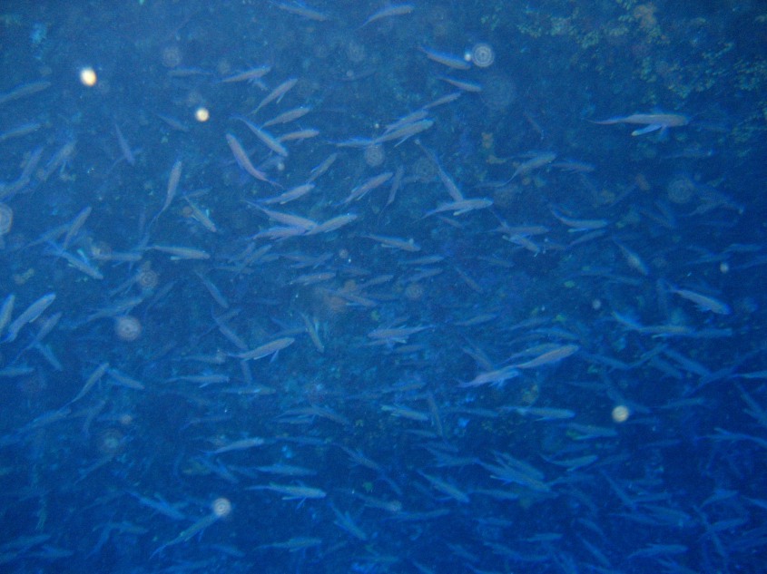 Trachurus cf. picturatus e altri pesci da Ustica