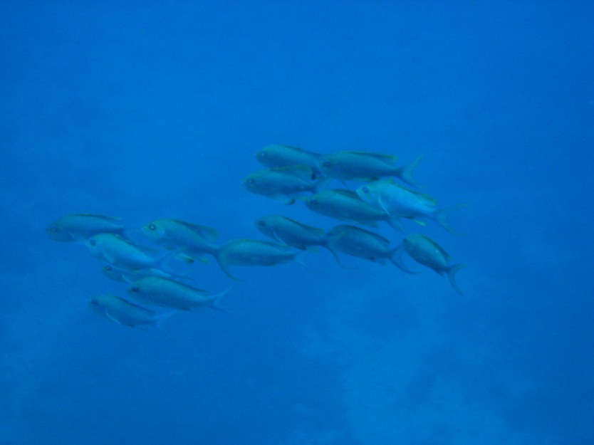 Trachurus cf. picturatus e altri pesci da Ustica