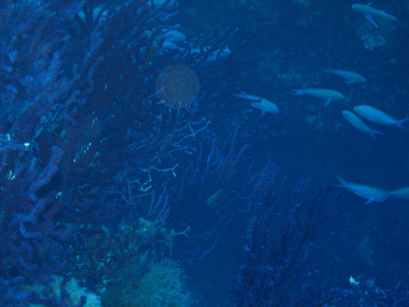 Trachurus cf. picturatus e altri pesci da Ustica