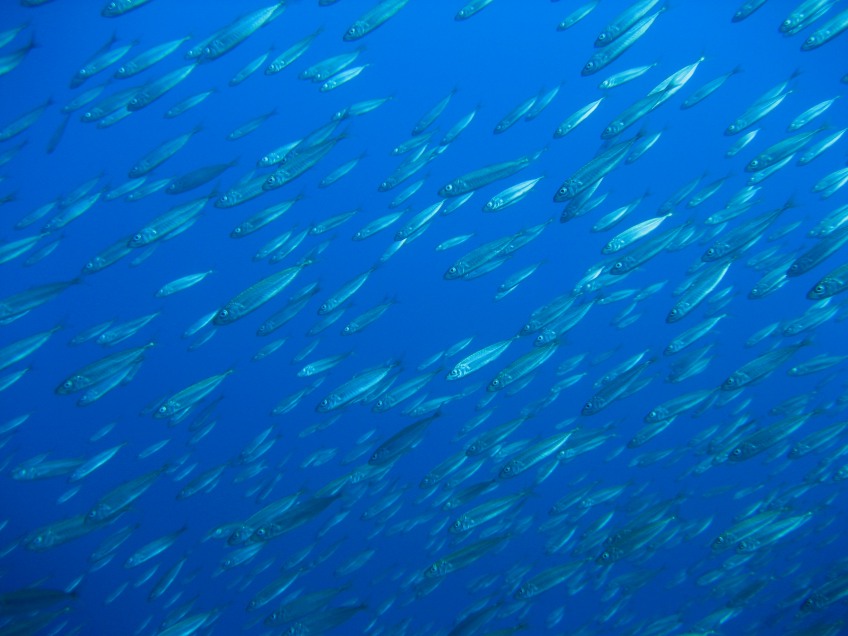 Trachurus cf. picturatus e altri pesci da Ustica