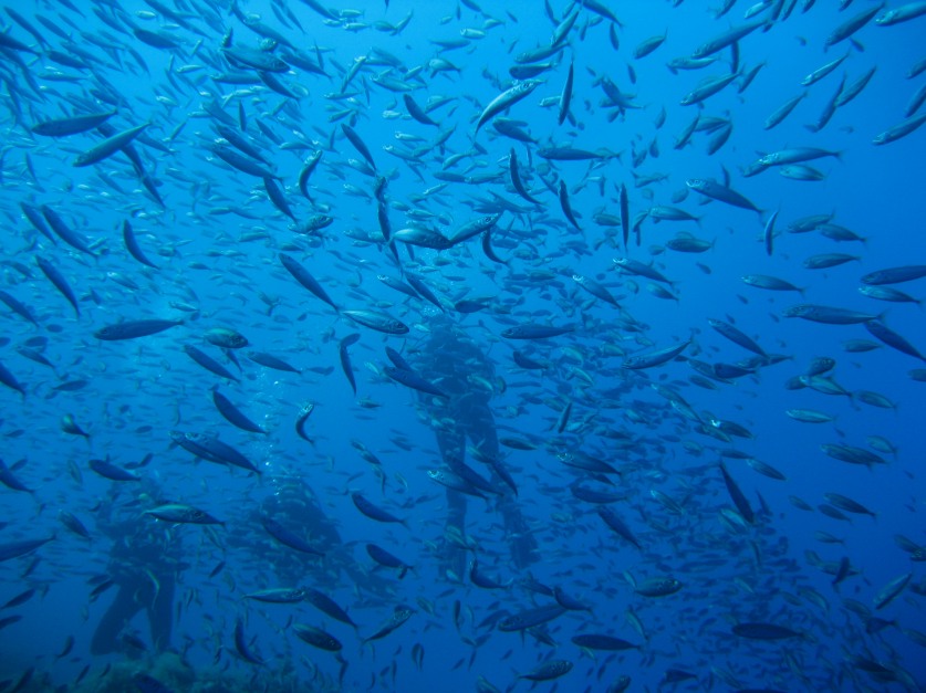 Trachurus cf. picturatus e altri pesci da Ustica