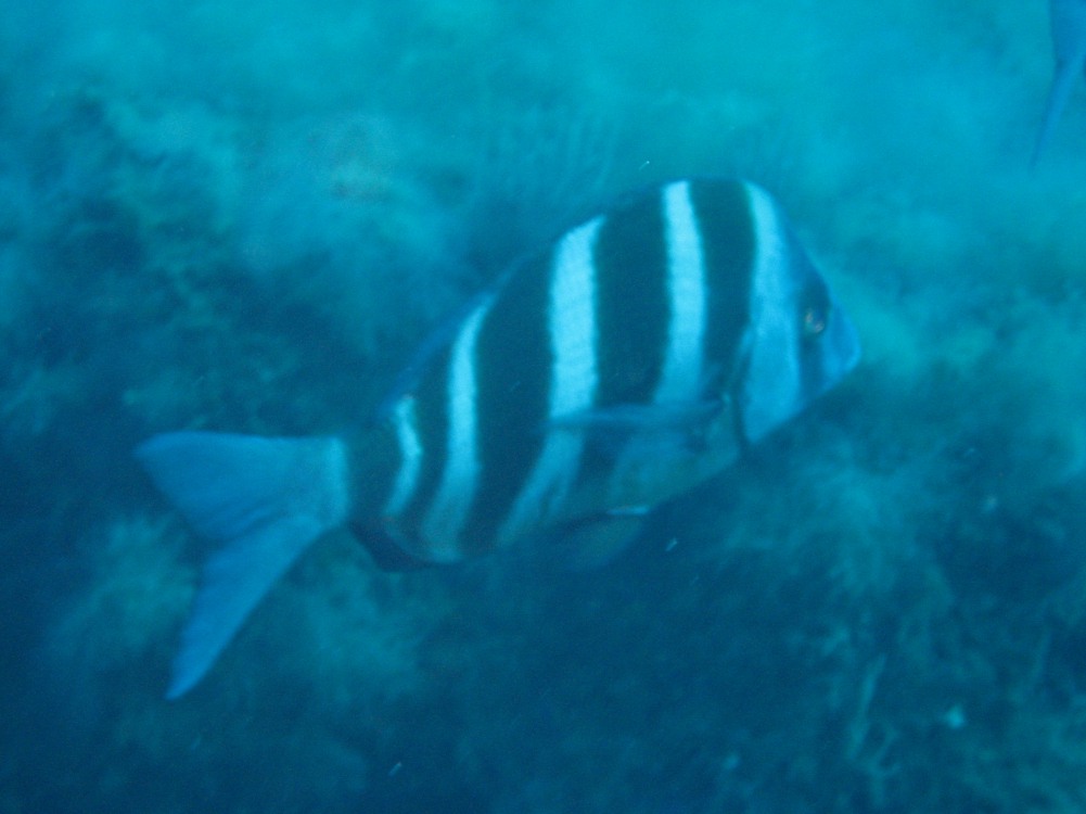 Diplodus cervinus (Sarago faraone)