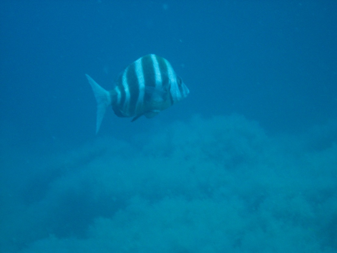 Diplodus cervinus (Sarago faraone)