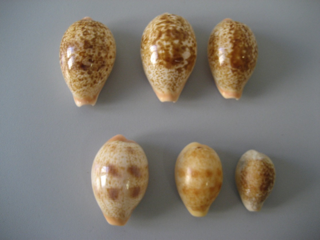 Cypraea  achatidea