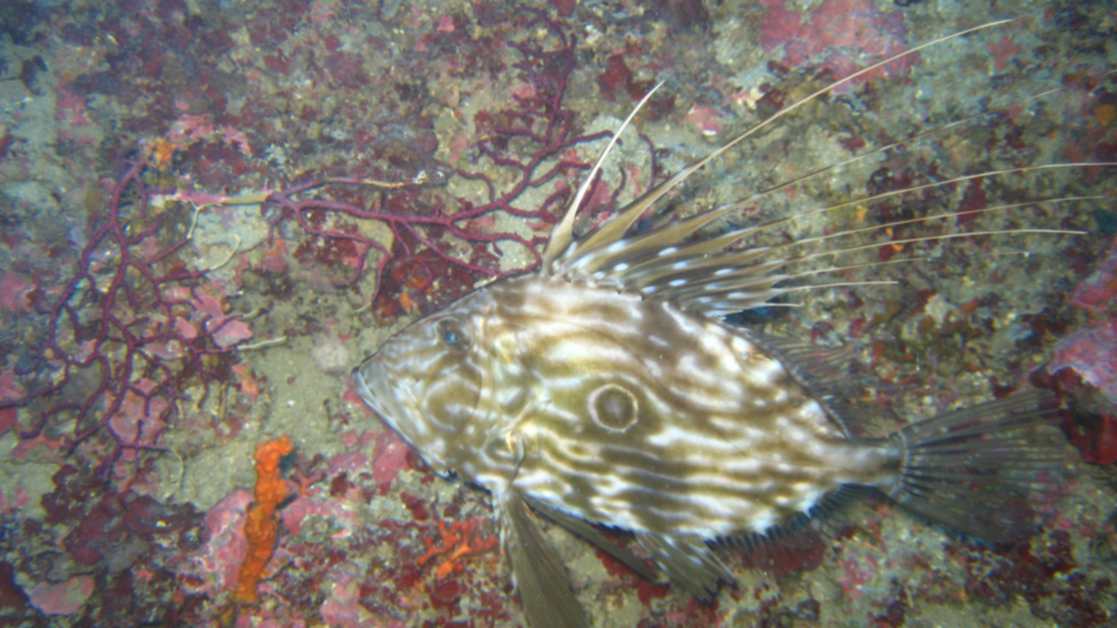 Zeus faber (Pesce San Pietro)