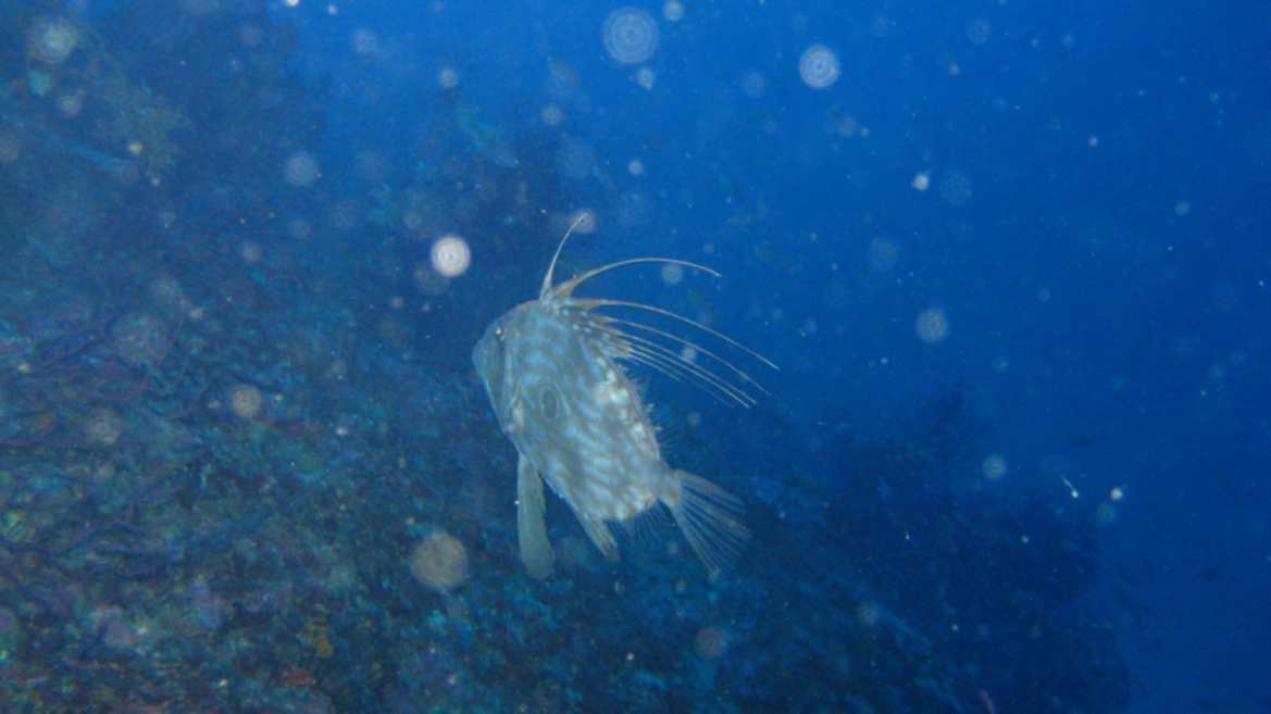 Zeus faber (Pesce San Pietro)