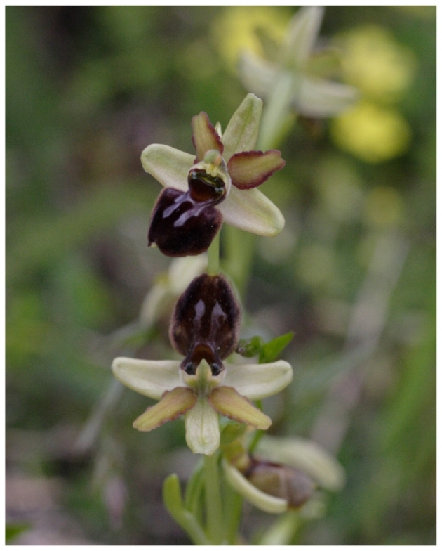 Ophrys sphegodes  .... un caro saluto