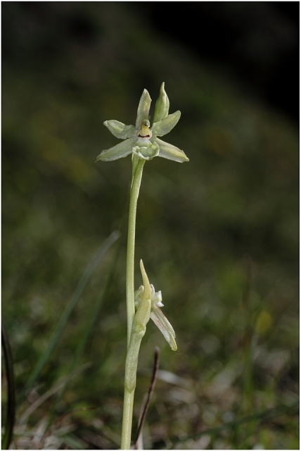 Ophrys sphegodes  .... un caro saluto