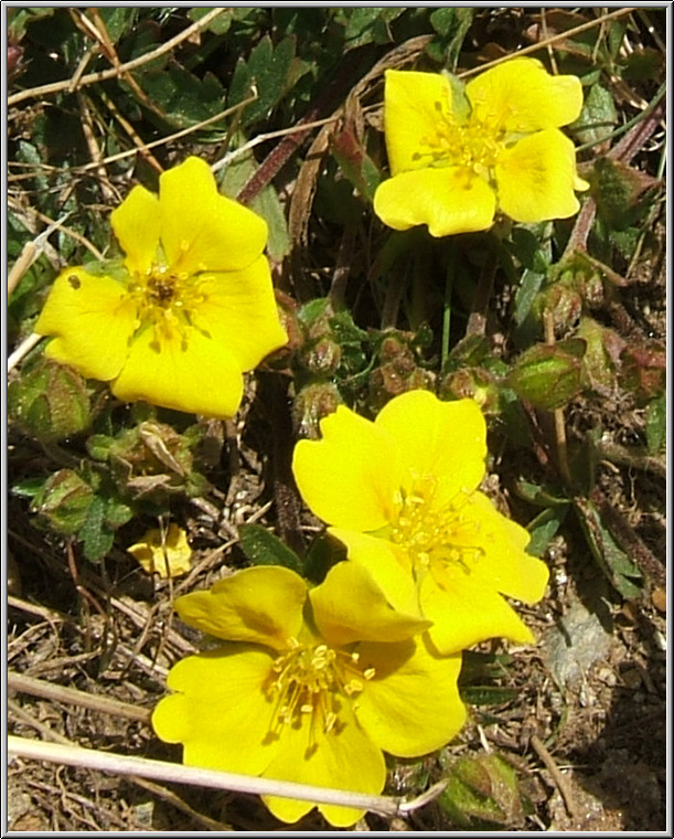 Potentilla sp.