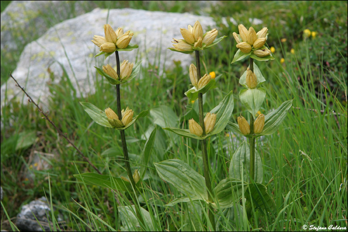 Passo di Cacciabella