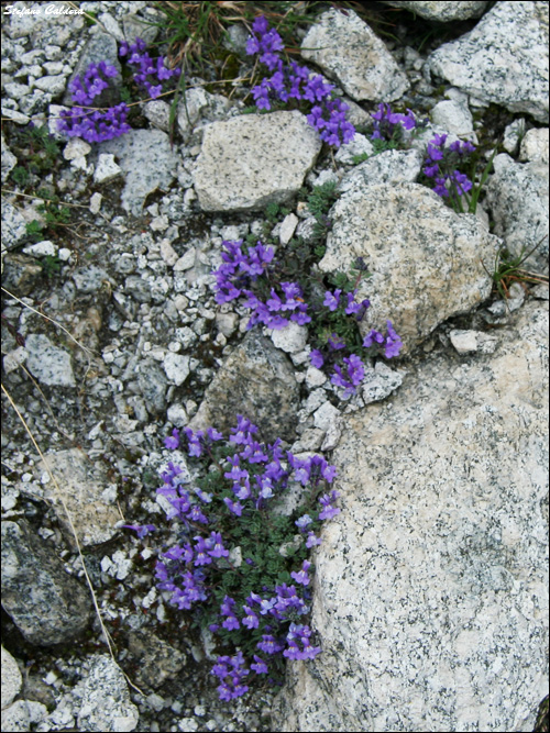 Passo di Cacciabella