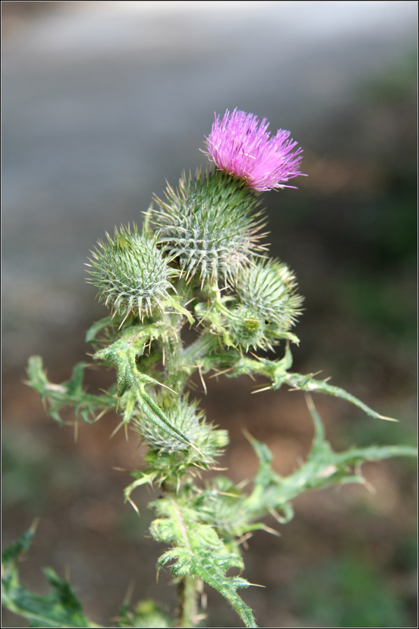 Cardo ?? Cirsium vulgare