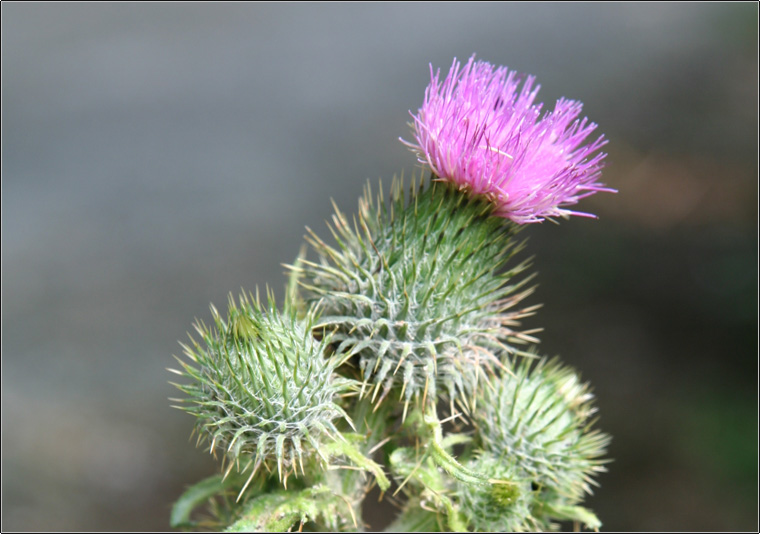 Cardo ?? Cirsium vulgare