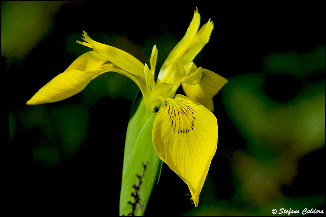 Limniris  (=Iris ) pseudacorus / Giaggiolo acquatico