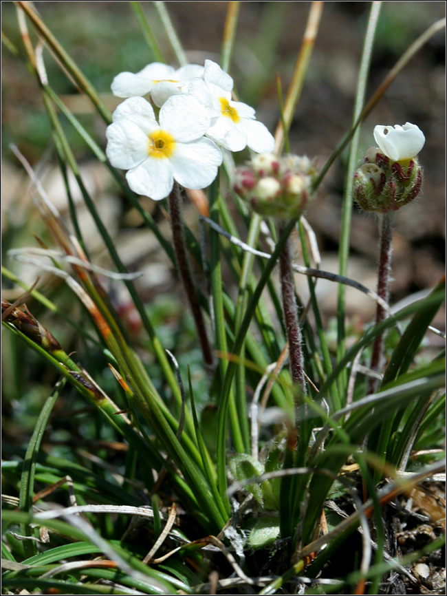 Androsace chamaejasme / Androsace prostrata